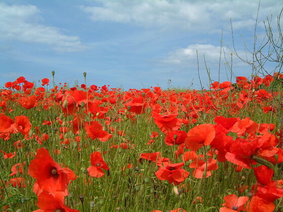 1024px-Poppy2004